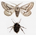 Belted Beauty Lycia zonaria a large egg batch